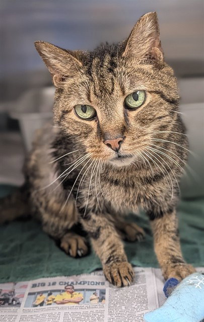 MR LOVER, Senior Domestic Short Hair (medium coat), cat for adoption in Boynton Beach, Florida