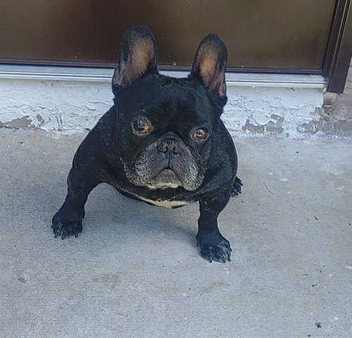BRUTUS