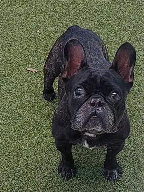 BRUTUS