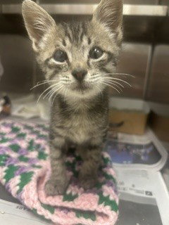 BB, Baby Domestic Short Hair (medium coat), cat for adoption in Aventura, Florida