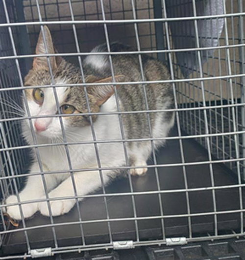 PRINCESS