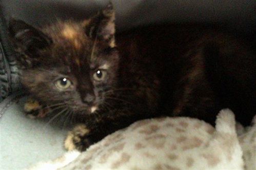 A2477046, Baby Domestic Short Hair (medium coat), cat for adoption in Boynton Beach, Florida