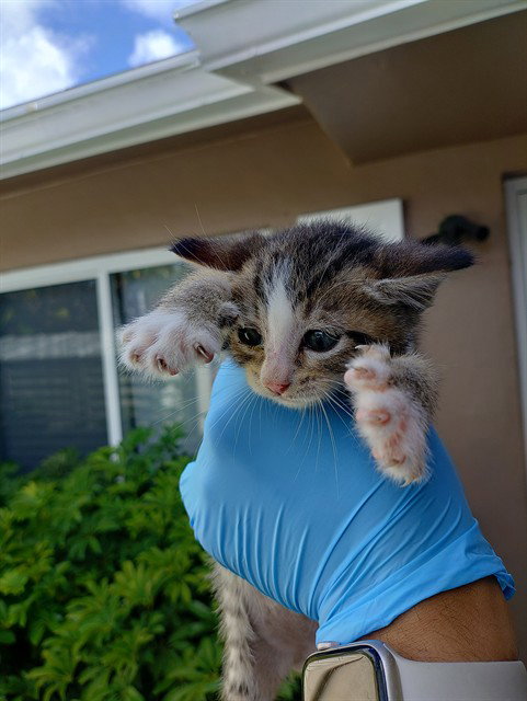KEVIN, Baby Domestic Short Hair (medium coat), cat for adoption in Hialeah, Florida