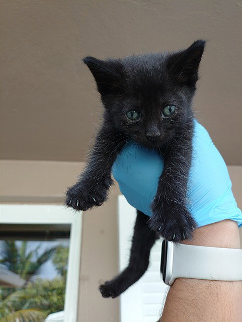KYLE, Baby Domestic Short Hair (medium coat), cat for adoption in Hialeah, Florida