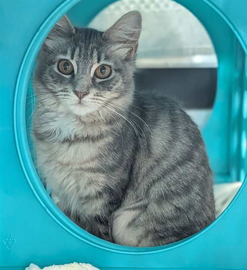 TILAPIA, an adoptable Domestic Medium Hair in Fort Lauderdale, FL