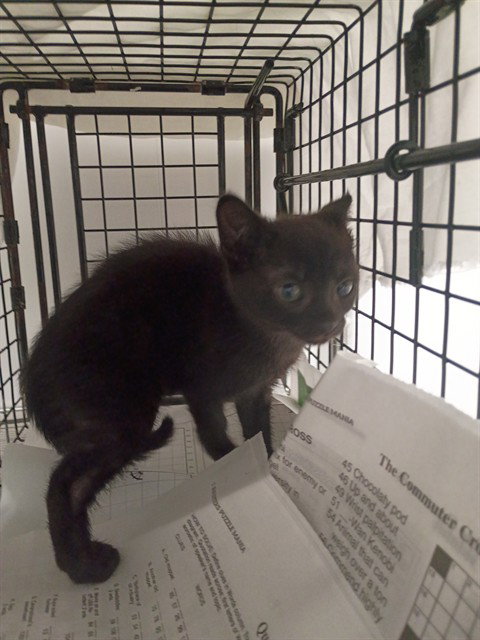 SHEEYA