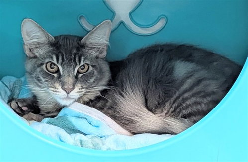 SALMON, Young Domestic Medium Hair (medium coat), cat for adoption in Aventura, Florida