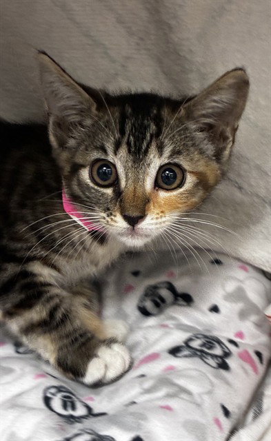 MIA, Baby Domestic Short Hair (medium coat), cat for adoption in Aventura, Florida