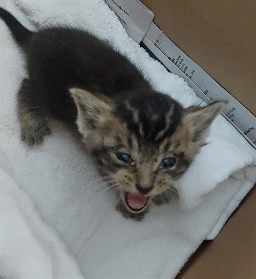 CYPRESS, Baby Domestic Short Hair (medium coat), cat for adoption in Boynton Beach, Florida