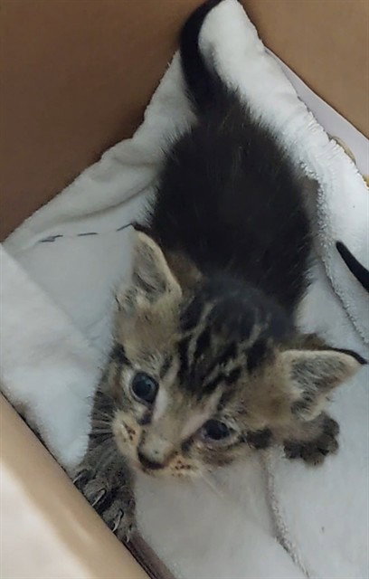 MARSH, Baby Domestic Short Hair (medium coat), cat for adoption in Boynton Beach, Florida