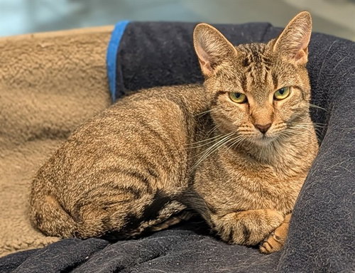 SARDINE, an adoptable Domestic Short Hair in Fort Lauderdale, FL
