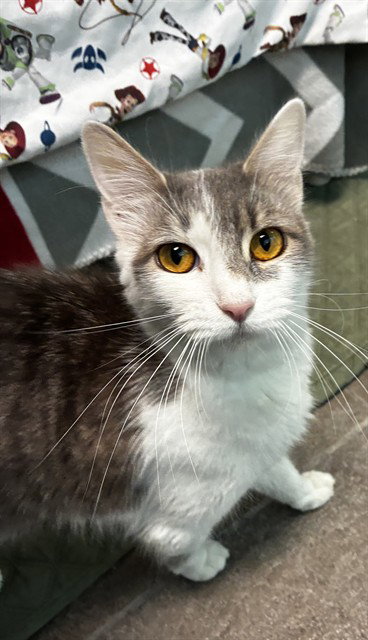 COD, Adult Domestic Short Hair (medium coat), cat for adoption in Aventura, Florida