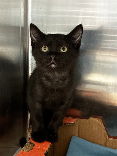 SAUL, an adoptable Domestic Short Hair in Fort Lauderdale, FL