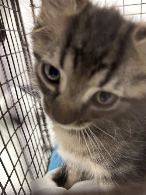 SAWGRASS, Baby Domestic Short Hair (medium coat), cat for adoption in Boynton Beach, Florida
