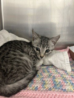 SWAMPY, Baby Domestic Short Hair (medium coat), cat for adoption in Boynton Beach, Florida
