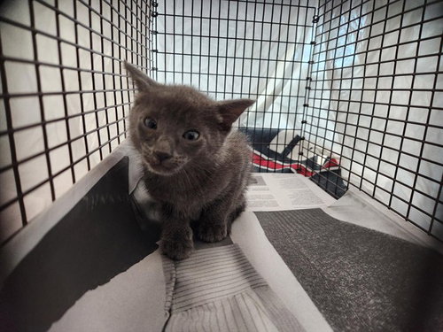 PANTHER, Baby Domestic Short Hair (medium coat), cat for adoption in Boynton Beach, Florida
