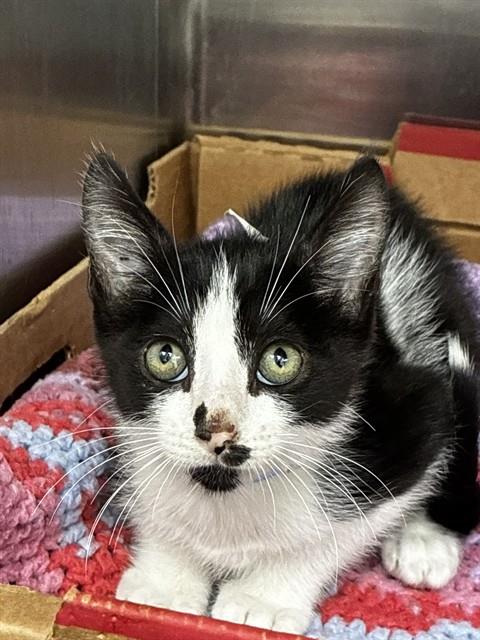 JACK, Baby Domestic Short Hair (medium coat), cat for adoption in Aventura, Florida