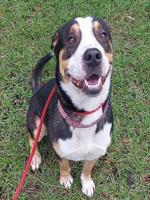 OSCAR