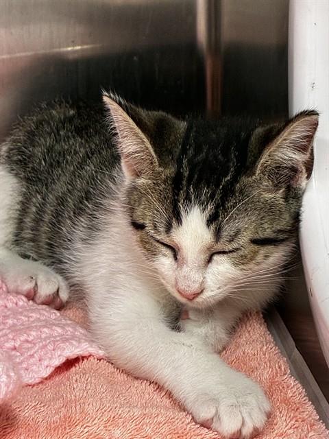 MARCUS, Baby Domestic Short Hair (medium coat), cat for adoption in Aventura, Florida