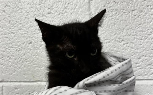 MARVOLIO, Baby Domestic Short Hair (medium coat), cat for adoption in Davie, Florida