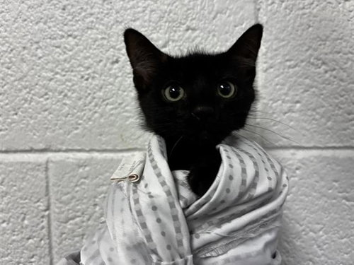PUCK, Baby Domestic Short Hair (medium coat), cat for adoption in Davie, Florida