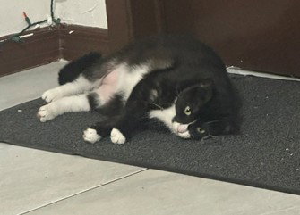 LUNA