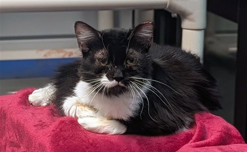 PERCH, Adult Domestic Short Hair (medium coat), cat for adoption in Aventura, Florida