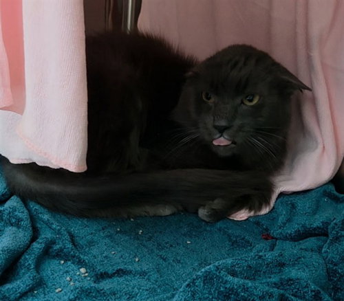 WOLFIE, Adult Domestic Short Hair (medium coat), cat for adoption in Aventura, Florida