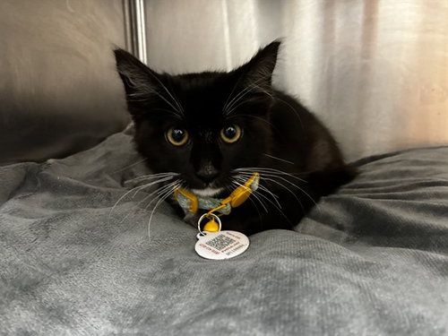 LUNA, Baby Domestic Short Hair (medium coat), cat for adoption in Aventura, Florida