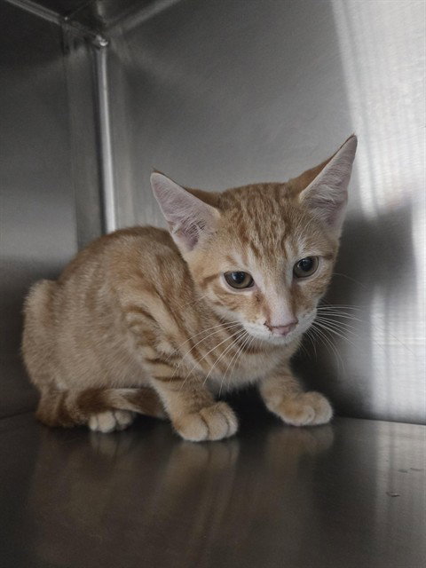 REMMY, Baby Domestic Short Hair (medium coat), cat for adoption in Aventura, Florida