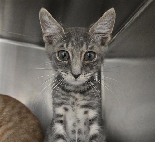 RILEY, Baby Domestic Short Hair (medium coat), cat for adoption in Aventura, Florida