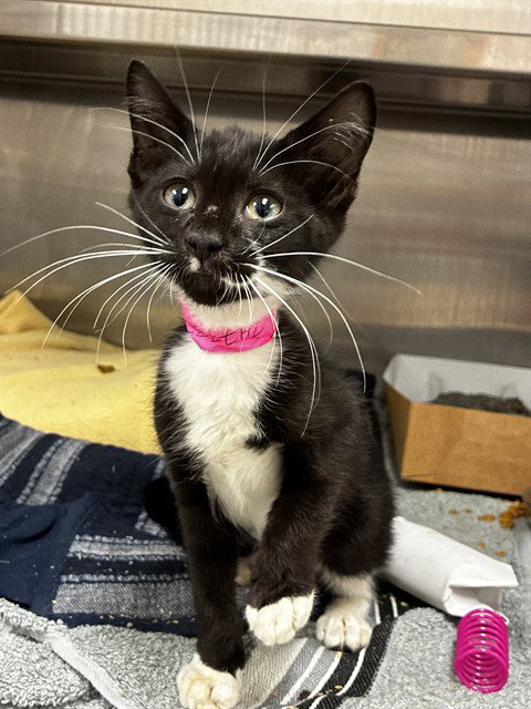 DOLLY, Baby Domestic Short Hair (medium coat), cat for adoption in Aventura, Florida