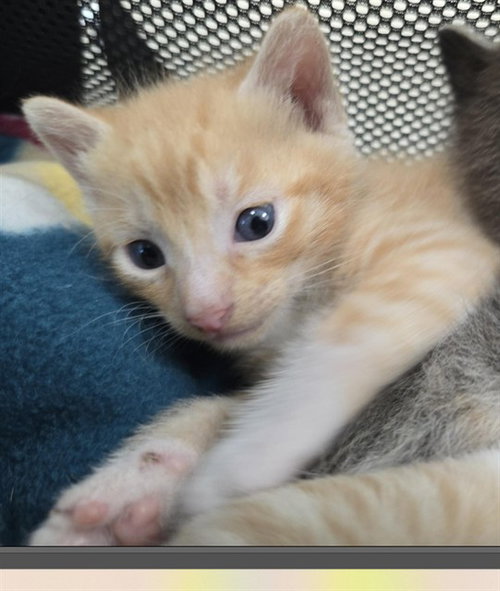 CHEDDAR