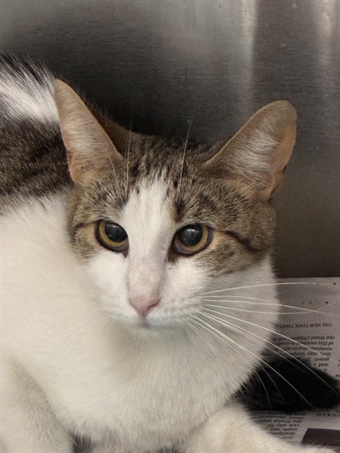 PRINCESS, Adult Domestic Short Hair (medium coat), cat for adoption in Aventura, Florida