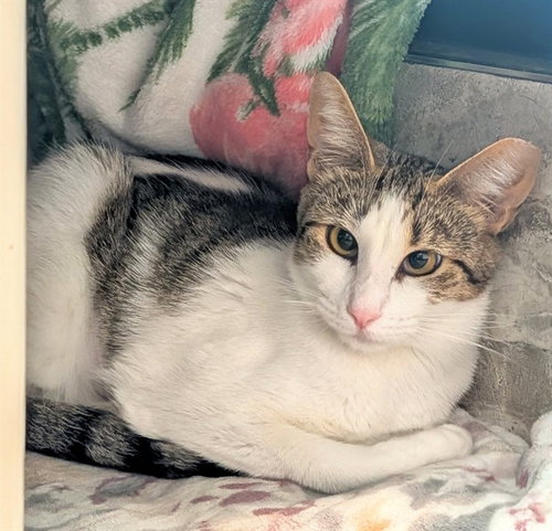 PRINCESS, an adoptable Domestic Short Hair in Fort Lauderdale, FL