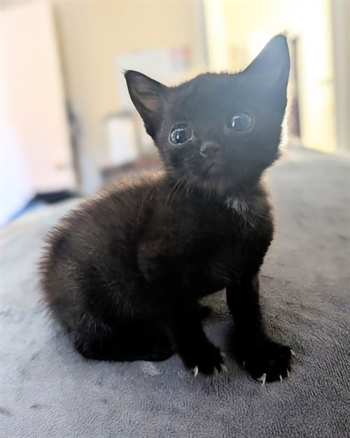 A2477366, Baby Domestic Short Hair (medium coat), cat for adoption in Aventura, Florida