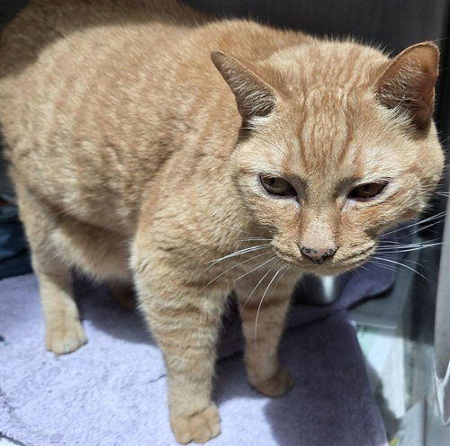 MANGO, Senior Domestic Short Hair (medium coat), cat for adoption in Aventura, Florida