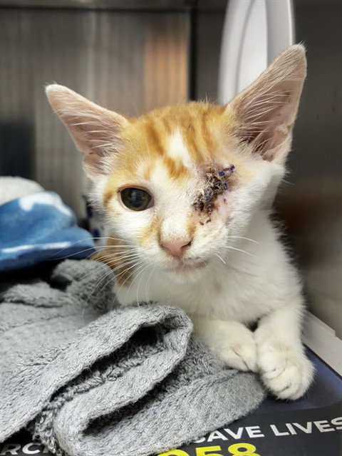 BISON, Baby Domestic Short Hair (medium coat), cat for adoption in Aventura, Florida