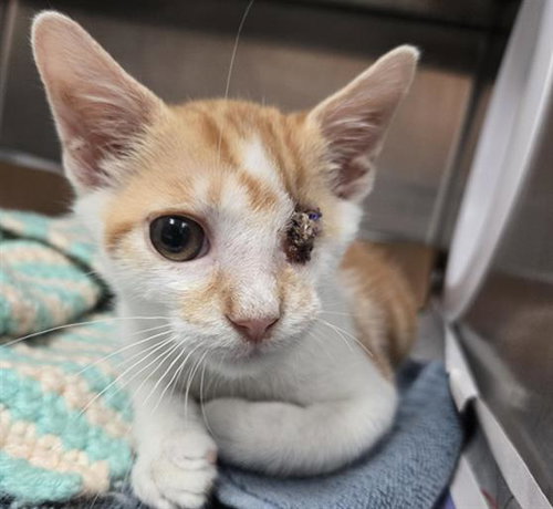 BISON, Baby Domestic Short Hair (medium coat), cat for adoption in Wellington, Florida