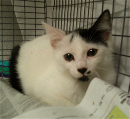 CASSIDY, Baby Domestic Short Hair (medium coat), cat for adoption in Davie, Florida