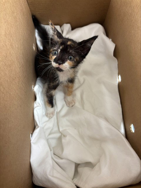 JUNIPER