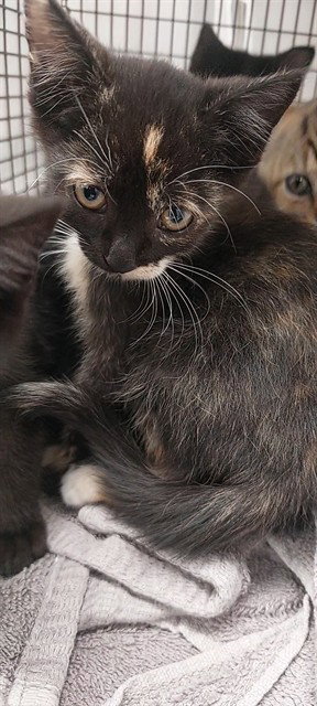 RIPLEY