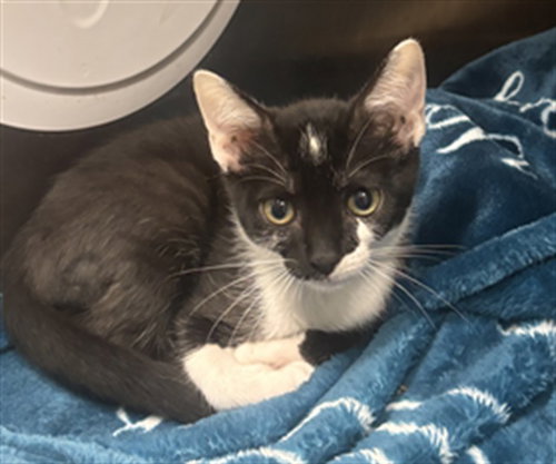 VEGA, Baby Domestic Short Hair (medium coat), cat for adoption in Aventura, Florida