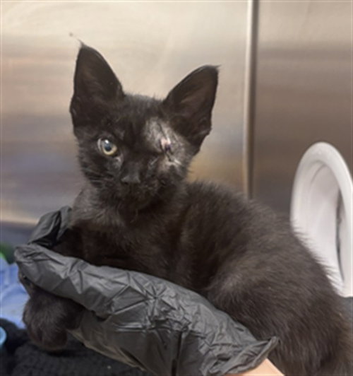 RACHEL, Baby Domestic Short Hair (medium coat), cat for adoption in Aventura, Florida