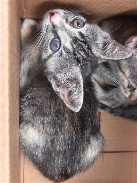 GABBY