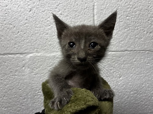 A2477546, Baby Domestic Short Hair (medium coat), cat for adoption in Davie, Florida