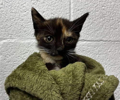 A2477547, Baby Domestic Short Hair (medium coat), cat for adoption in Davie, Florida