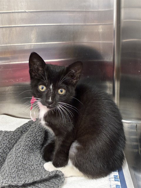 IVY, Baby Domestic Short Hair (medium coat), cat for adoption in Aventura, Florida