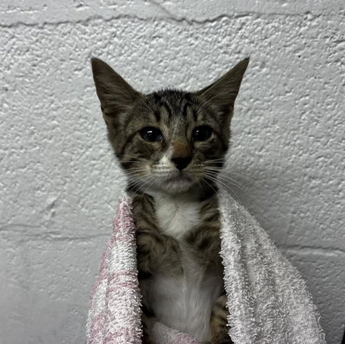 FAWN, Baby Domestic Short Hair (medium coat), cat for adoption in Davie, Florida