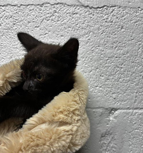 SHY, Baby Domestic Short Hair (medium coat), cat for adoption in Davie, Florida